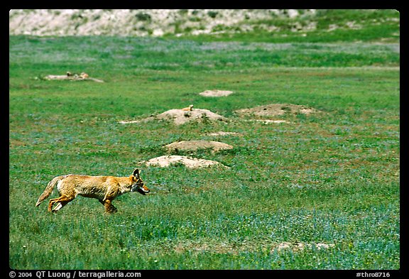 Coyote and  prairie dog burrows, South Unit. Theodore Roosevelt National Park, North Dakota, USA.