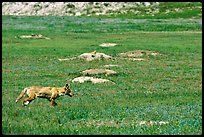 Coyote and  prairie dog burrows, South Unit. Theodore Roosevelt National Park, North Dakota, USA.