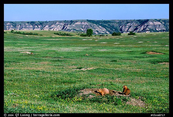 Prairie Dog town, South Unit. Theodore Roosevelt National Park (color)