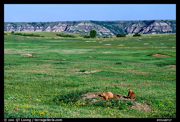 Prairie Dog town, South Unit. Theodore Roosevelt National Park, North Dakota, USA.