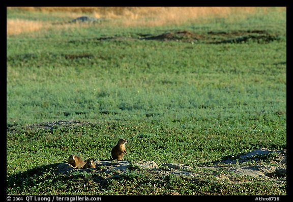 Prairie Dogs look out cautiously, South Unit. Theodore Roosevelt National Park, North Dakota, USA.