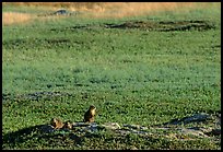 Prairie Dogs look out cautiously, South Unit. Theodore Roosevelt National Park, North Dakota, USA. (color)