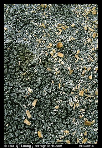 Small pieces of petrified wood scattered over cracked bentonite, North Unit. Theodore Roosevelt National Park, North Dakota, USA.