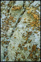 Small pieces of bakelite scattered over cracked bentonite, North Unit. Theodore Roosevelt National Park, North Dakota, USA. (color)