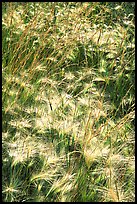 Barley grasses. Theodore Roosevelt National Park, North Dakota, USA.