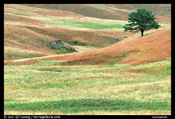 Grassy hills and tree. Wind Cave National Park (color)
