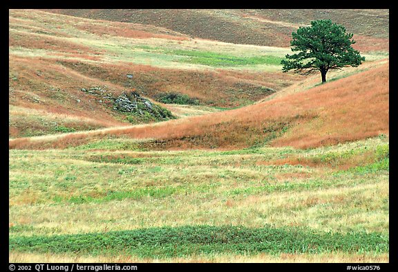 Grassy hills and tree. Wind Cave National Park, South Dakota, USA.