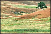 Grassy hills and tree. Wind Cave National Park, South Dakota, USA.