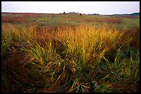 Tall grass prairie in fall. Wind Cave National Park, South Dakota, USA.