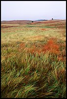 Tall grass prairie. Wind Cave National Park, South Dakota, USA.