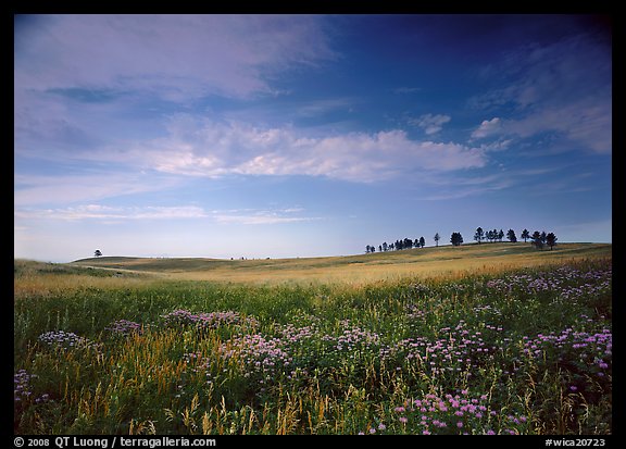 Wildflowers and rolling hills with trees on crest. Wind Cave National Park, South Dakota, USA.