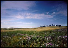 Wildflowers and rolling hills with trees on crest. Wind Cave National Park, South Dakota, USA. (color)