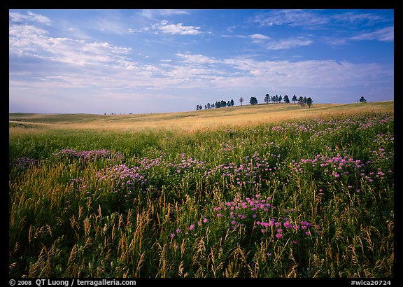 Beebalm flowers, trees on skyline, morning. Wind Cave National Park (color)