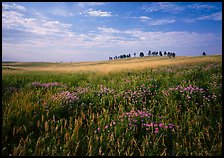 Beebalm flowers, trees on skyline, morning. Wind Cave National Park ( color)