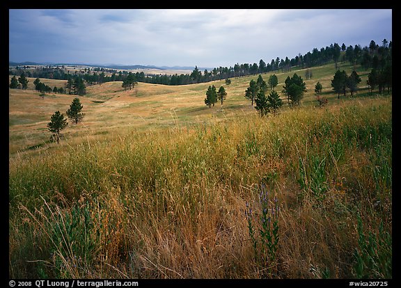 Grasses and rolling hills with pine trees. Wind Cave  National Park (color)
