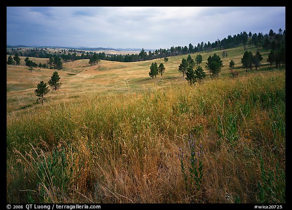 Grasses and rolling hills with pine trees. Wind Cave National Park (color)