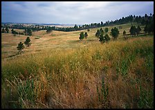 Grasses and rolling hills with pine trees. Wind Cave National Park, South Dakota, USA.