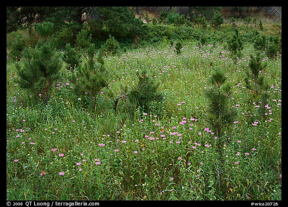 Purple Horsemint flowers and young ponderosa pines. Wind Cave National Park (color)