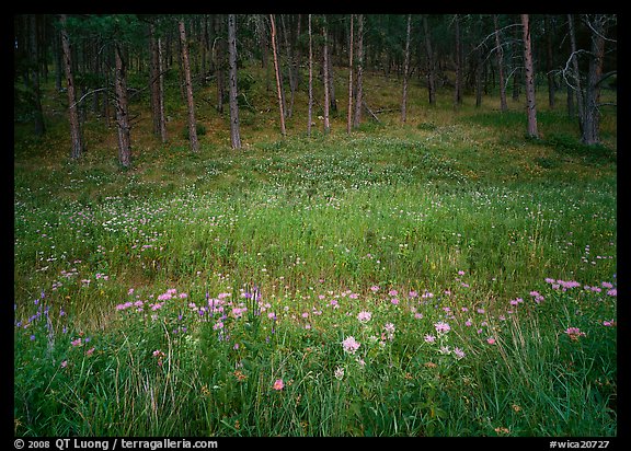 Flowers on meadow and hill covered with pine forest. Wind Cave National Park, South Dakota, USA.