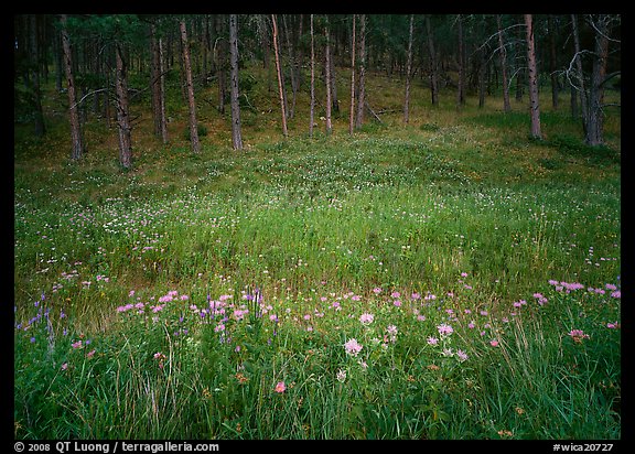 Flowers on meadow and hill covered with pine forest. Wind Cave National Park (color)