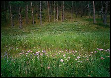 Flowers on meadow and hill covered with pine forest. Wind Cave National Park, South Dakota, USA.