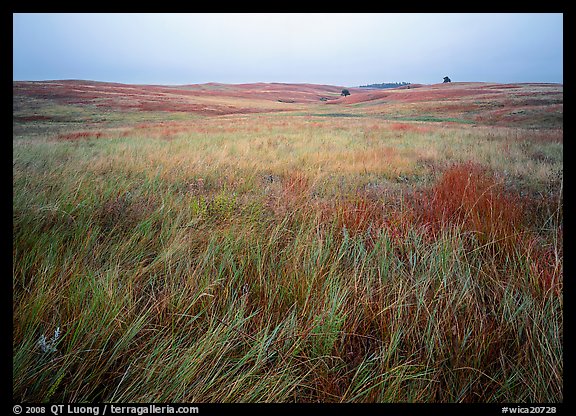 Prairie of tall grasses with subtle autumn color. Wind Cave National Park (color)