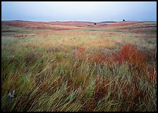 Prairie of tall grasses with subtle autumn color. Wind Cave National Park, South Dakota, USA.