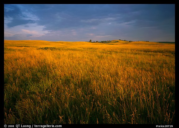 Tall prairie grass and dark sky at Bison Flats,  early morning. Wind Cave  National Park (color)