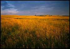 Tall prairie grass and dark sky at Bison Flats,  early morning. Wind Cave  National Park ( color)