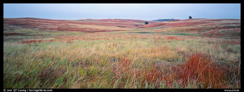 Prairie grasses on cloudy autumn morning. Wind Cave National Park (color)