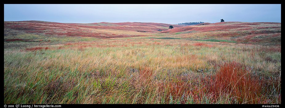 Prairie grasses on cloudy autumn morning. Wind Cave  National Park (color)