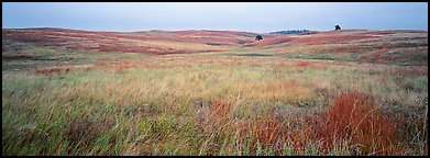 Prairie grasses on cloudy autumn morning. Wind Cave  National Park (Panoramic color)