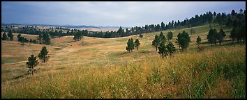 Prairie, hills, and Ponderosa pine trees. Wind Cave  National Park (Panoramic color)