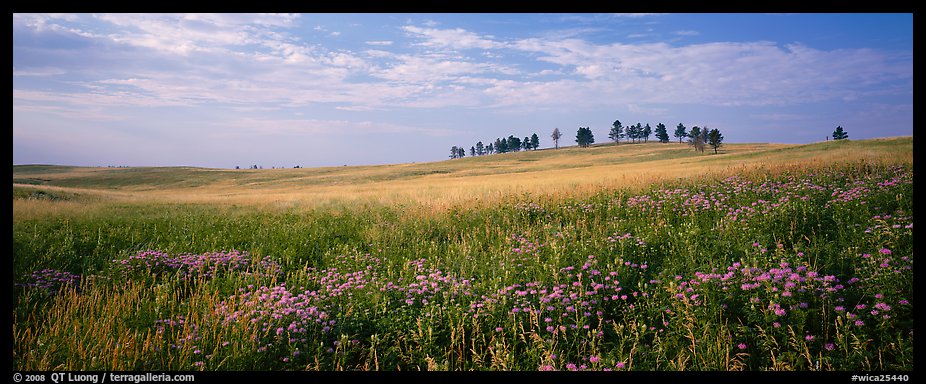 Prairie landscape with wildflowers and trees. Wind Cave National Park (color)