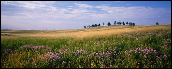 Prairie landscape with wildflowers and trees. Wind Cave  National Park (Panoramic color)