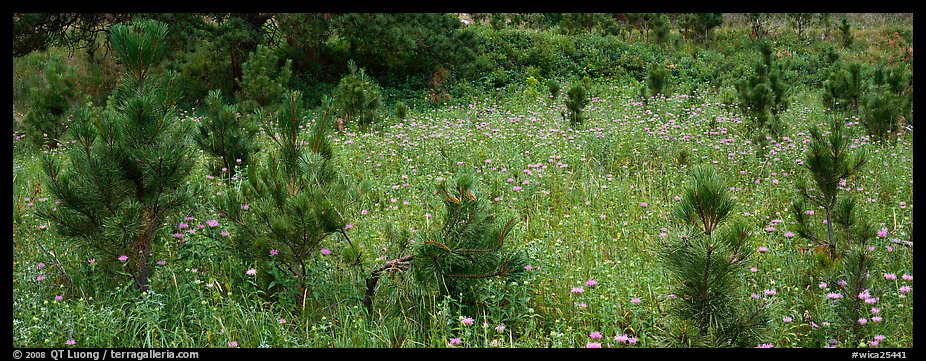 Meadow and young Ponderosa pine trees. Wind Cave National Park (color)