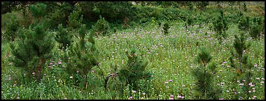 Meadow and young Ponderosa pine trees. Wind Cave  National Park (Panoramic color)