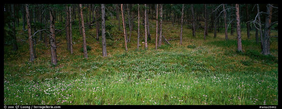 Forest edge in summer. Wind Cave  National Park (color)
