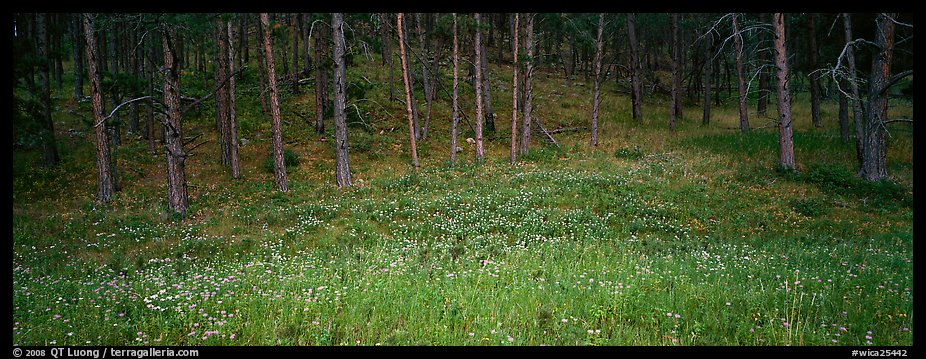 Forest edge in summer. Wind Cave National Park (color)