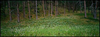 Forest edge in summer. Wind Cave National Park (Panoramic color)