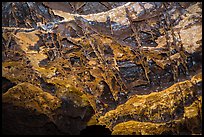 Thin blades of calcite projecting from cave walls and ceilings. Wind Cave National Park, South Dakota, USA. (color)