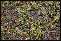 Ground close-up with cactus and prairie flowers. Wind Cave National Park, South Dakota, USA. (color)