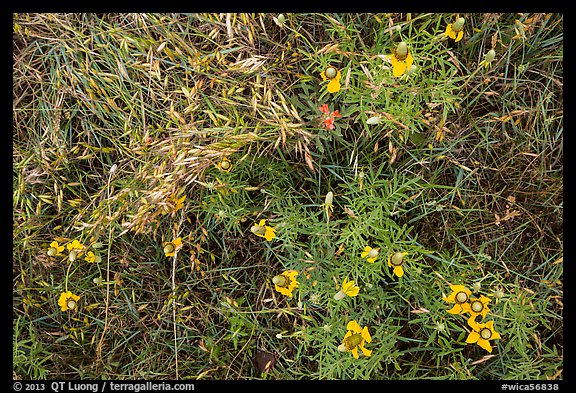 Ground close-up of prairie with flowers and grasses. Wind Cave National Park (color)