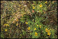 Ground close-up of prairie with flowers and grasses. Wind Cave National Park ( color)