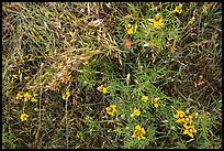 Ground close-up of prairie with flowers and grasses. Wind Cave National Park, South Dakota, USA.