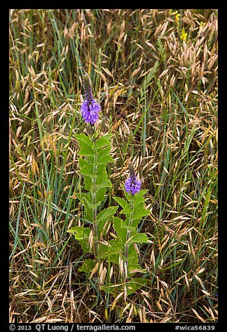 Close-up of wildflowers and grasses. Wind Cave National Park, South Dakota, USA.