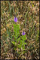 Close-up of wildflowers and grasses. Wind Cave National Park ( color)