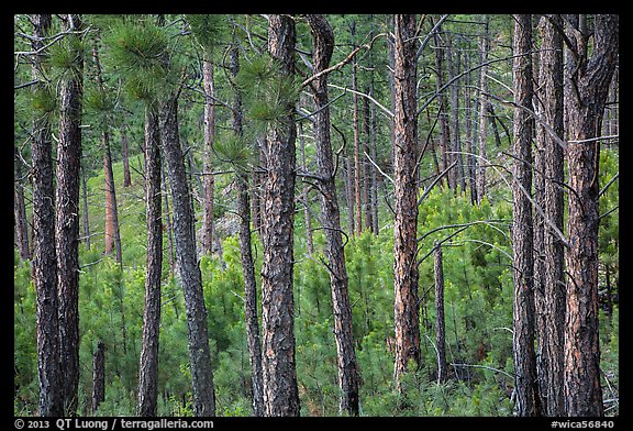 Pine forest. Wind Cave National Park, South Dakota, USA.