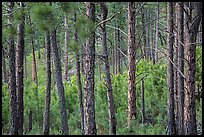 Pine forest. Wind Cave National Park, South Dakota, USA. (color)