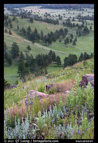 Wildflowers on Rankin Ridge and ponderosa pines. Wind Cave National Park (color)